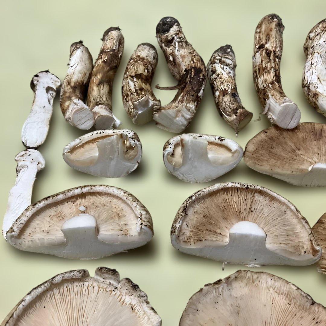 岩手県産松茸　訳あり　892g