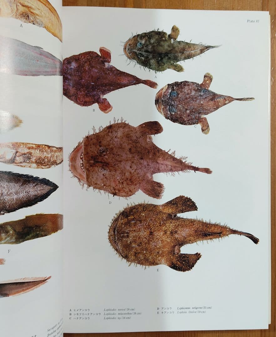 日本産魚類大図鑑 2巻セット