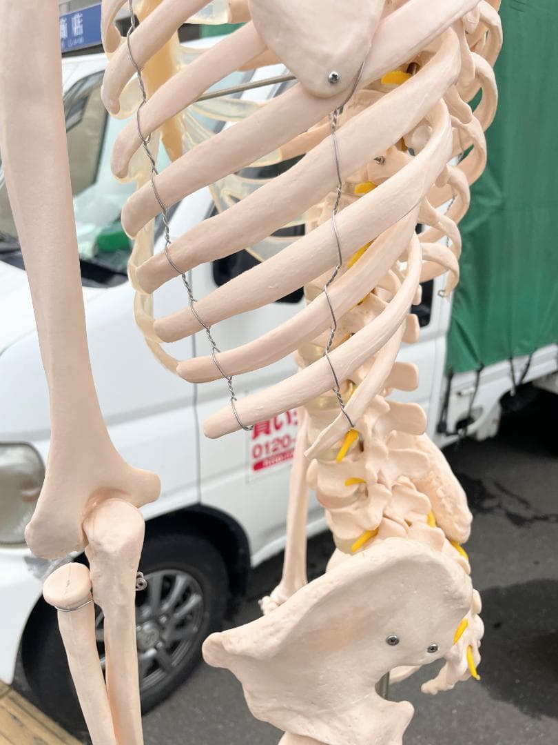 札幌市引取限定。等身大 骨格標本　骸骨模型　180cm　人体模型