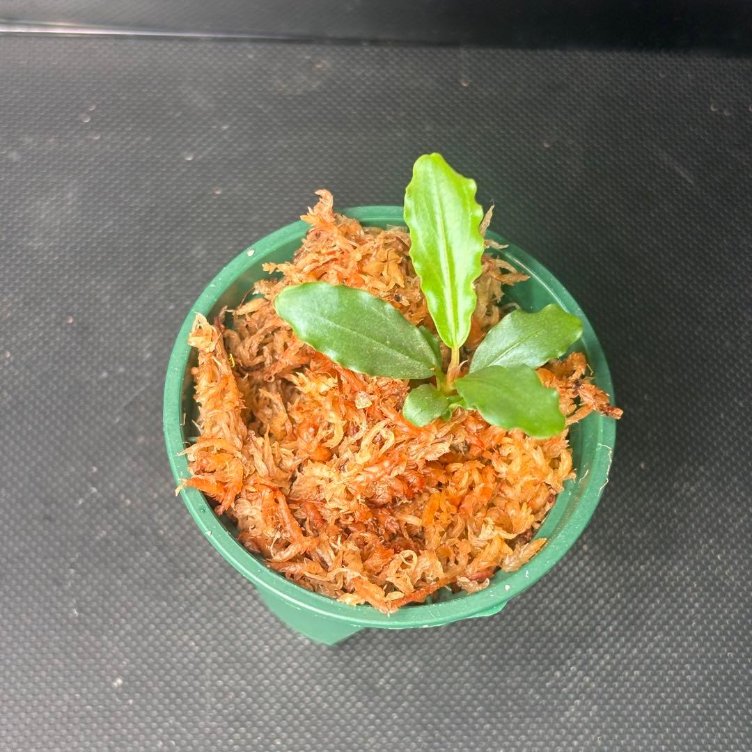 Bucephalandra sp. Aurora KN便