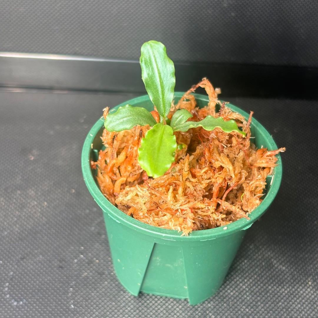 Bucephalandra sp. Aurora KN便