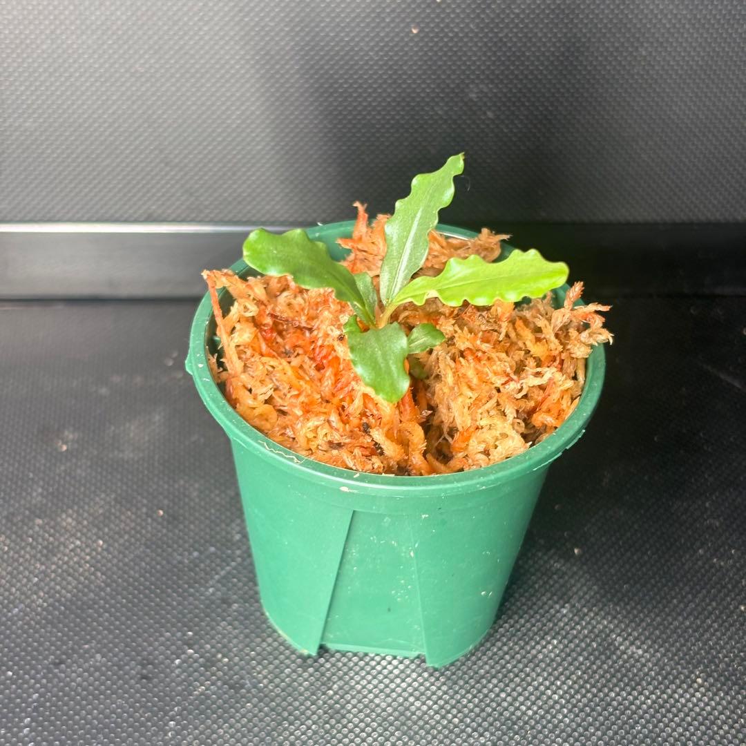 Bucephalandra sp. Aurora KN便