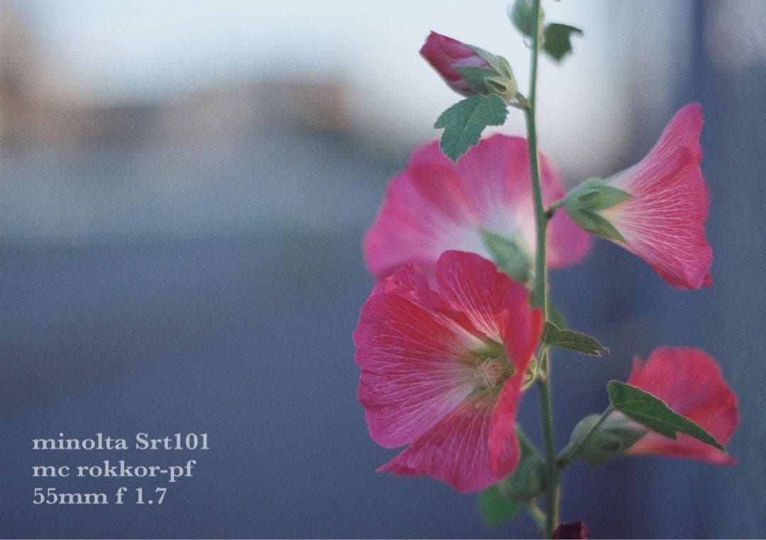 minolta srt101 ★美品＊完動品＊初期保証★緑のロッコール★作例多数
