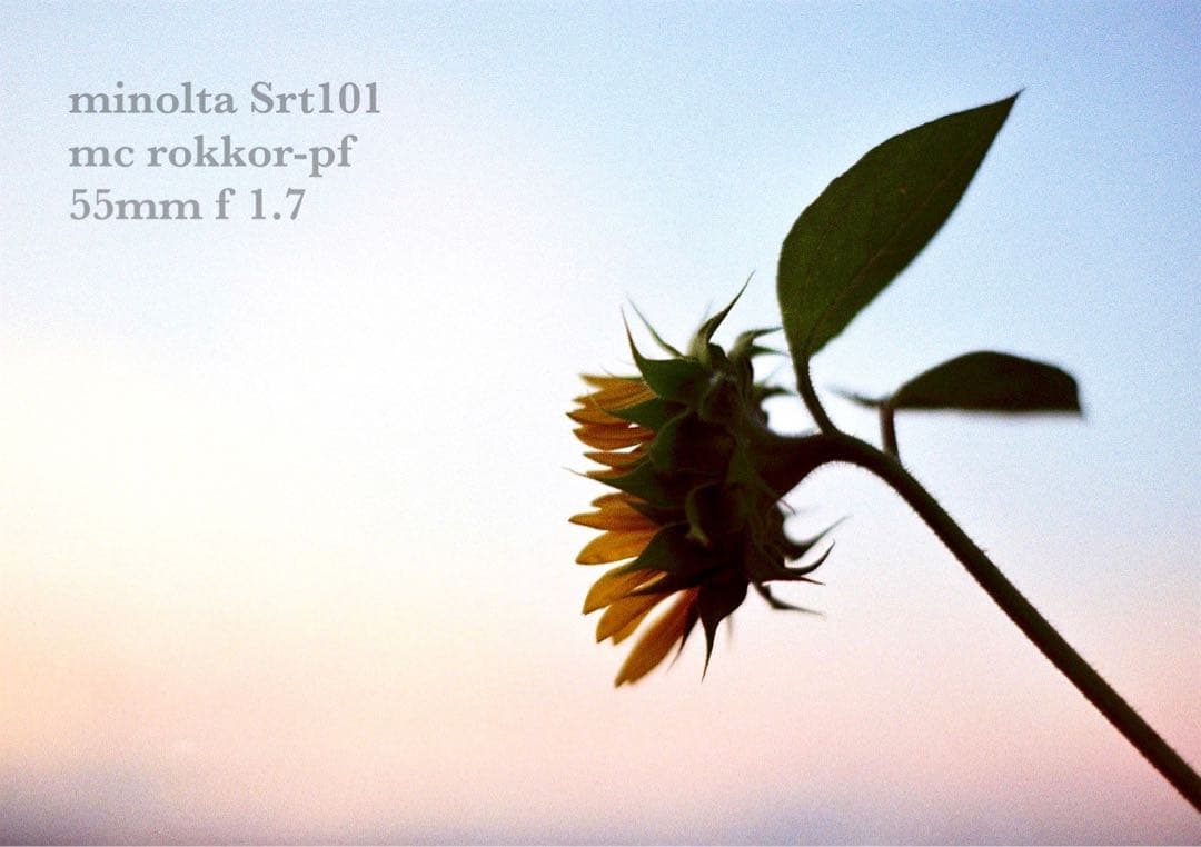 minolta srt101 ★美品＊完動品＊初期保証★緑のロッコール★作例多数