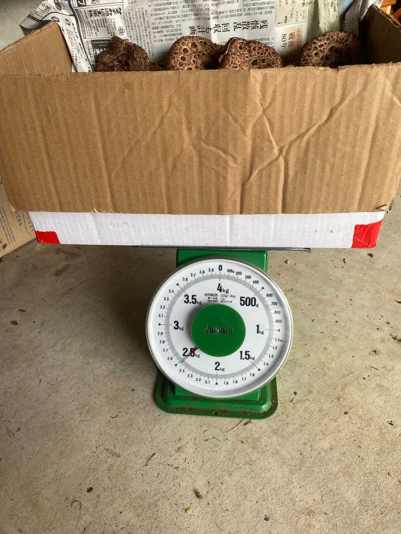 香茸2キロ　長野県産天然キノコ