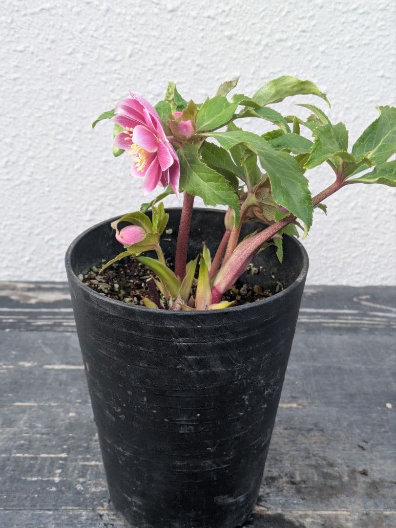 【広瀬園芸】クリスマスローズ　ソレイユ系dd整形花