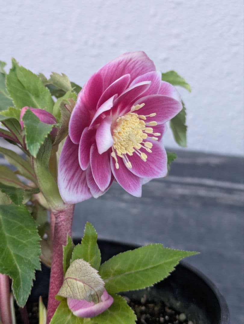 【広瀬園芸】クリスマスローズ　ソレイユ系dd整形花