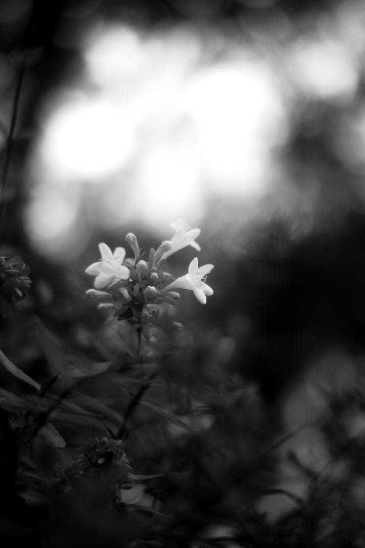 限界値下げ！Som Berthiot 50mm f2.8 NEX改 銘玉