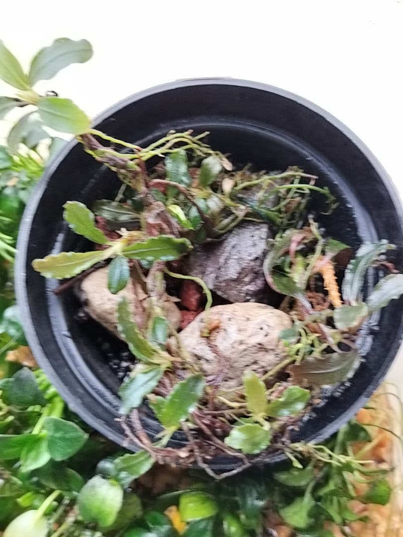 ブセファランドラsp.クダガン アヌビアスナナ アヌビアスナナ·プチナナ