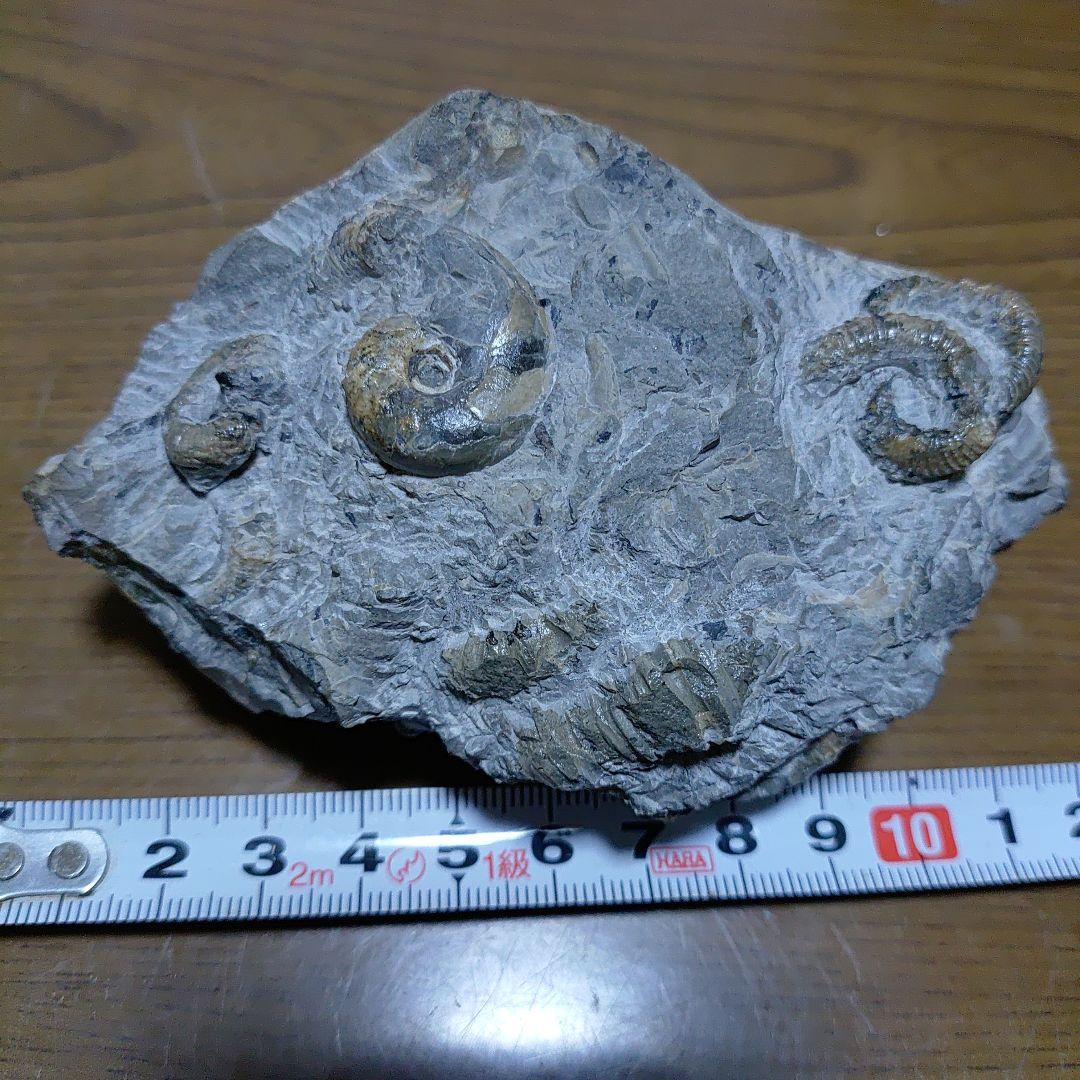 北海道アンモナイト 異常巻きムラモトセラス等