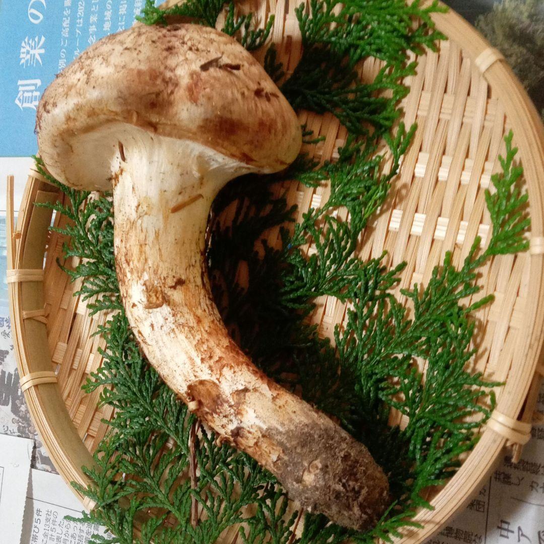 長野県産　松茸　177g