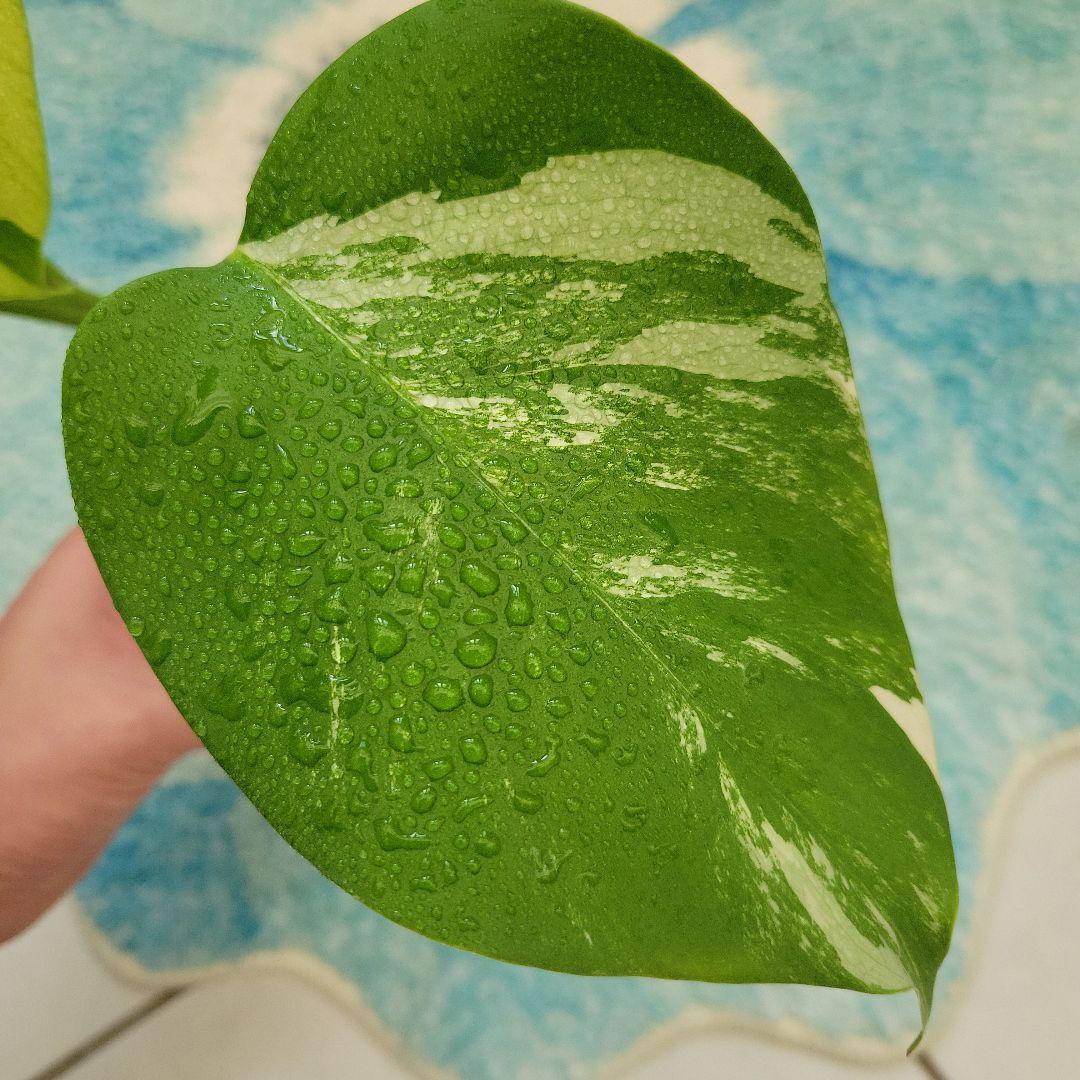 最終値下げ！斑入りモンステラ☆希少最高セブブルーミント☆トップカット発根済み