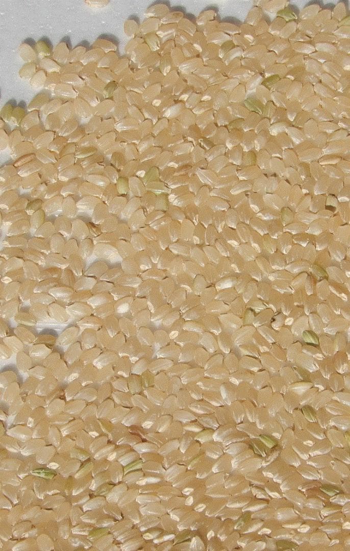 令和7年産 コシヒカリ 玄米25kg 愛媛県産 減農薬 農家直送 送料込み　03