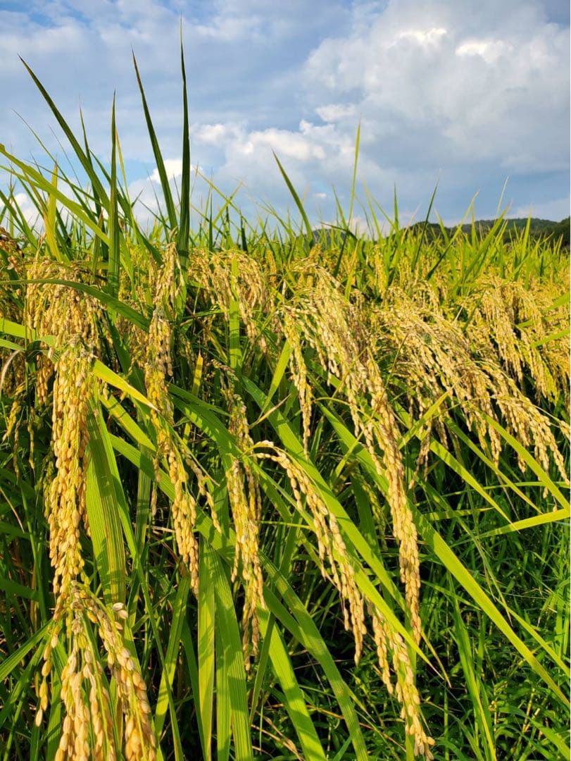 兵庫県産コシヒカリ 白米 10kg コウノトリ米 お米10キロ　②