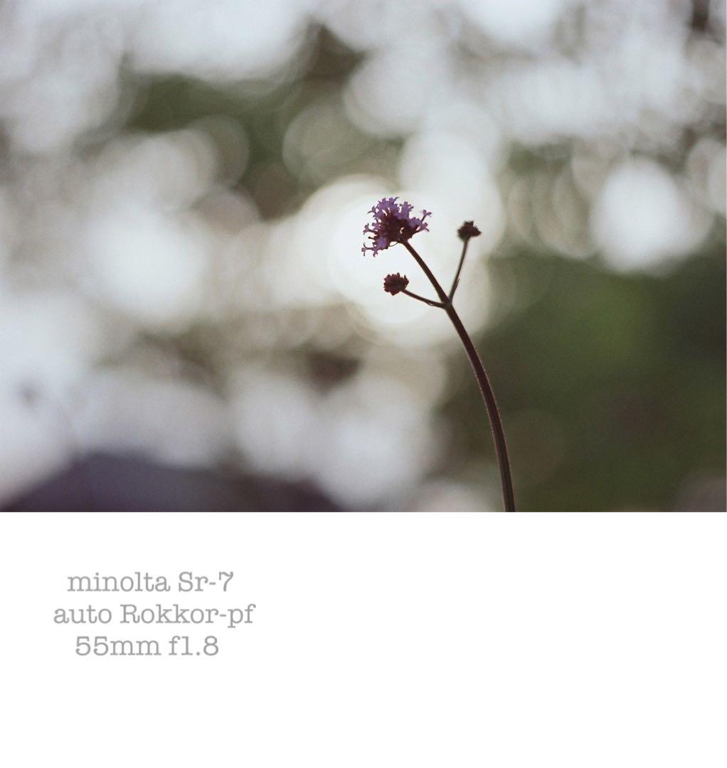 ★作例必見！完動品＊美品＊初期保証★minolta sr-7&緑のロッコール