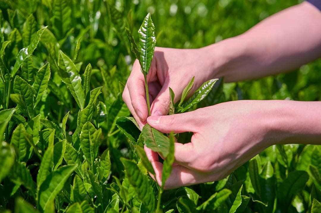 【5缶セット】京都和束町産のオーガニック抹茶缶（シングルオリジン）