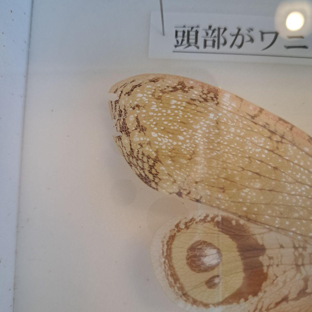 ユカタンビワハゴロモ 標本