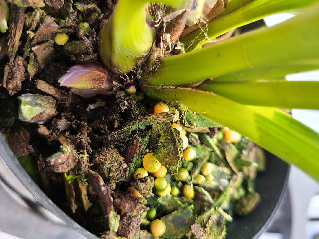 ミスマフェット。花芽2個5鉢セット。蜜蜂誘引蘭。日本蜜蜂