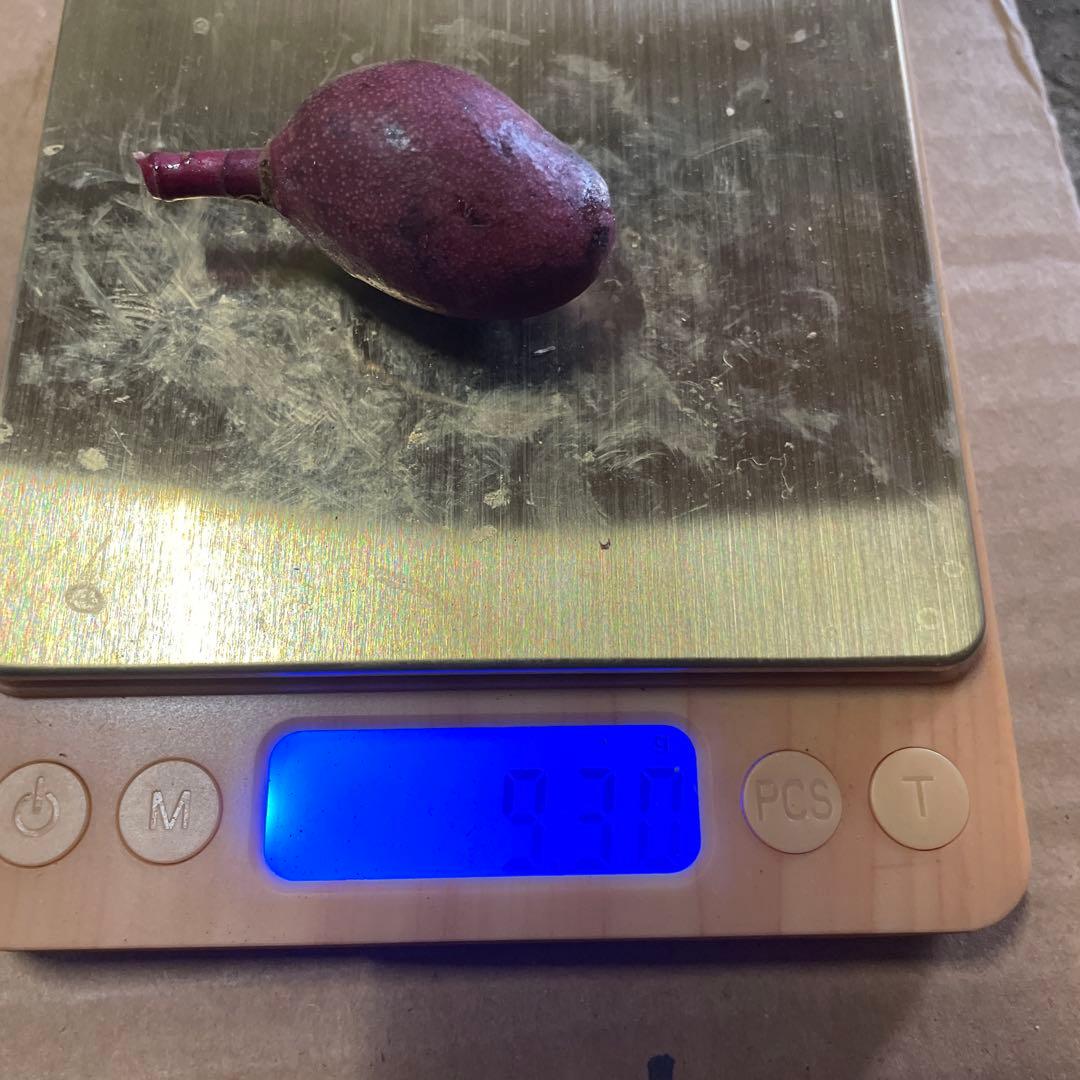 摘果マンゴー　9〜20g 10kg