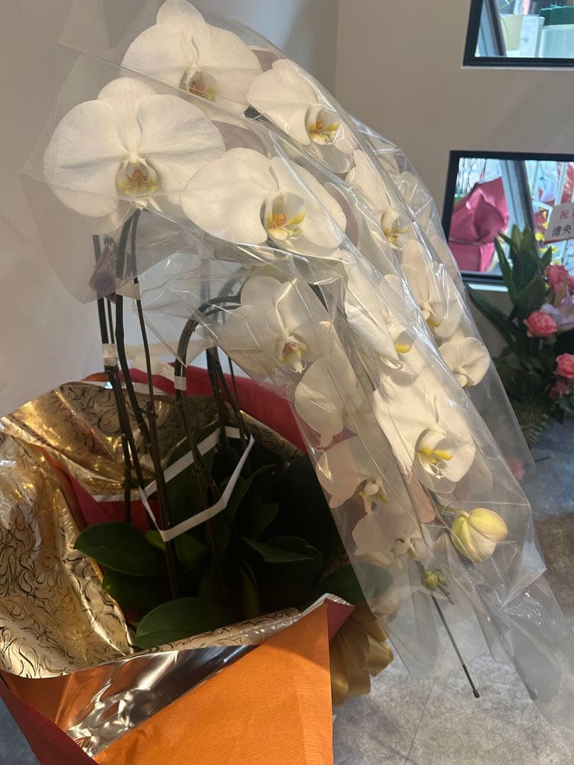 としちゃん専用　白い胡蝶蘭 赤い鉢 リボン付き　110センチ