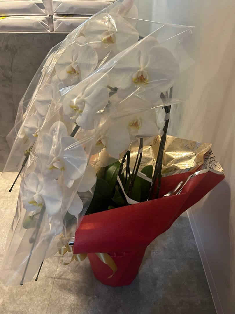 としちゃん専用　白い胡蝶蘭 赤い鉢 リボン付き　110センチ