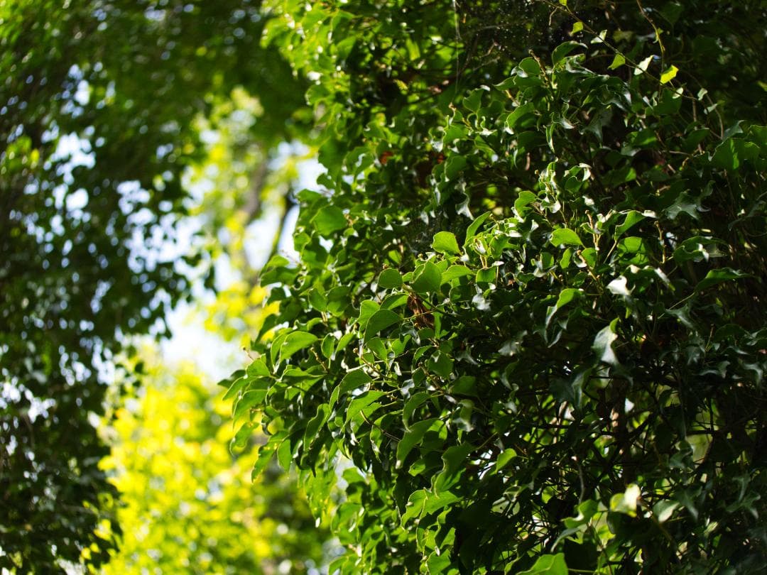 【美品】Panasonic LUMIX 35-100mm F2.8