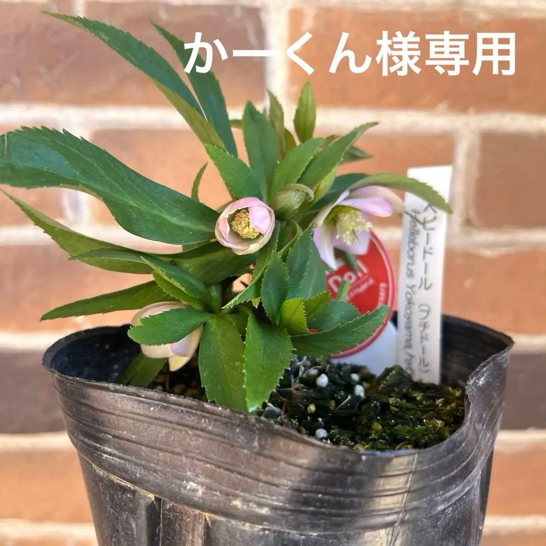 横山園芸　クリスマスローズ　ベビードール