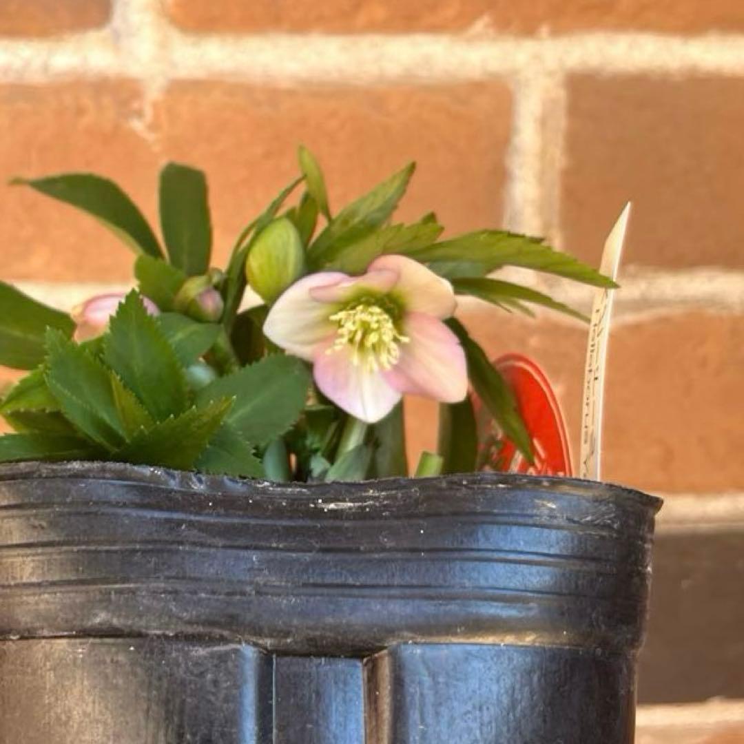 横山園芸　クリスマスローズ　ベビードール