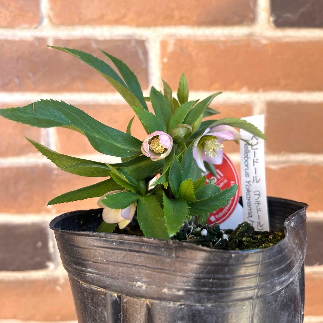 横山園芸　クリスマスローズ　ベビードール