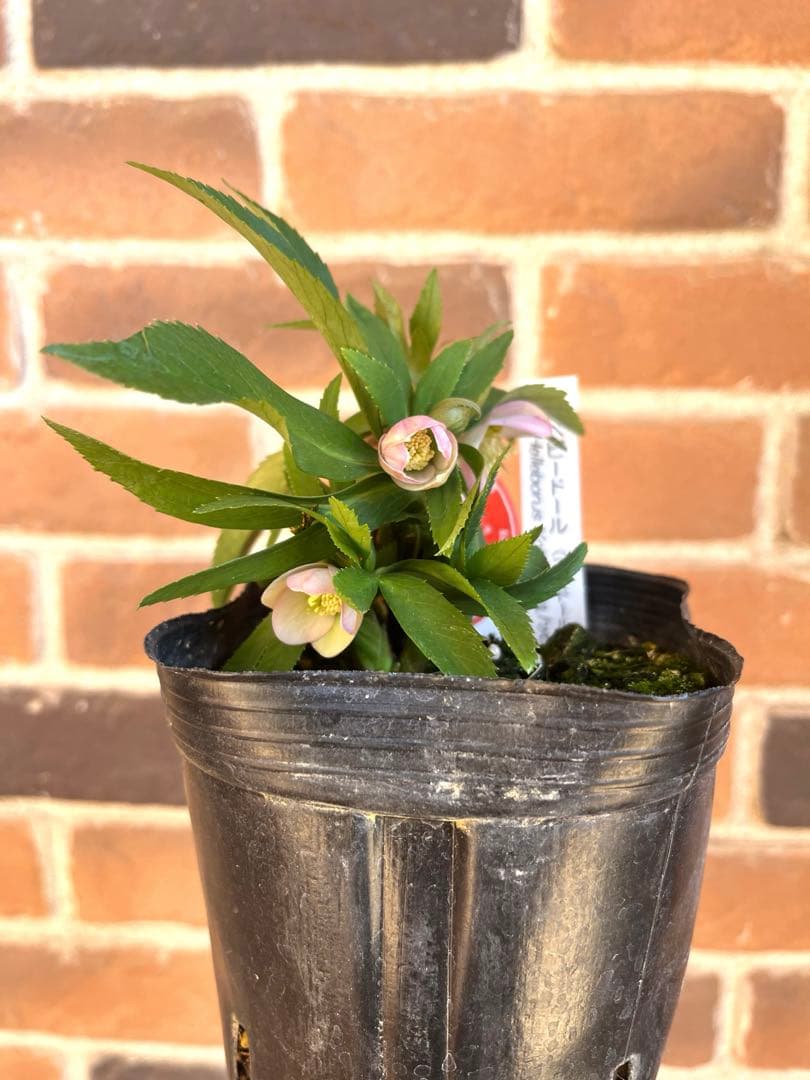 横山園芸　クリスマスローズ　ベビードール