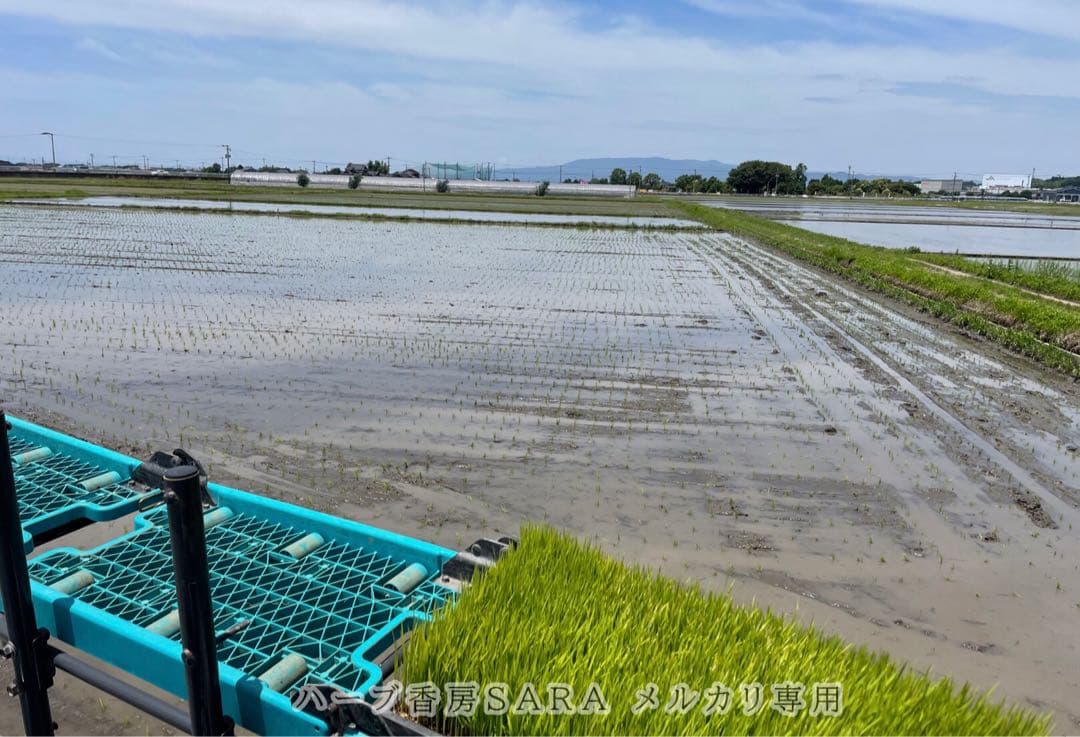 2025年産！九州・福岡県朝倉市産ヒノヒカリ玄米10キロ(農薬不使用・無肥料米)