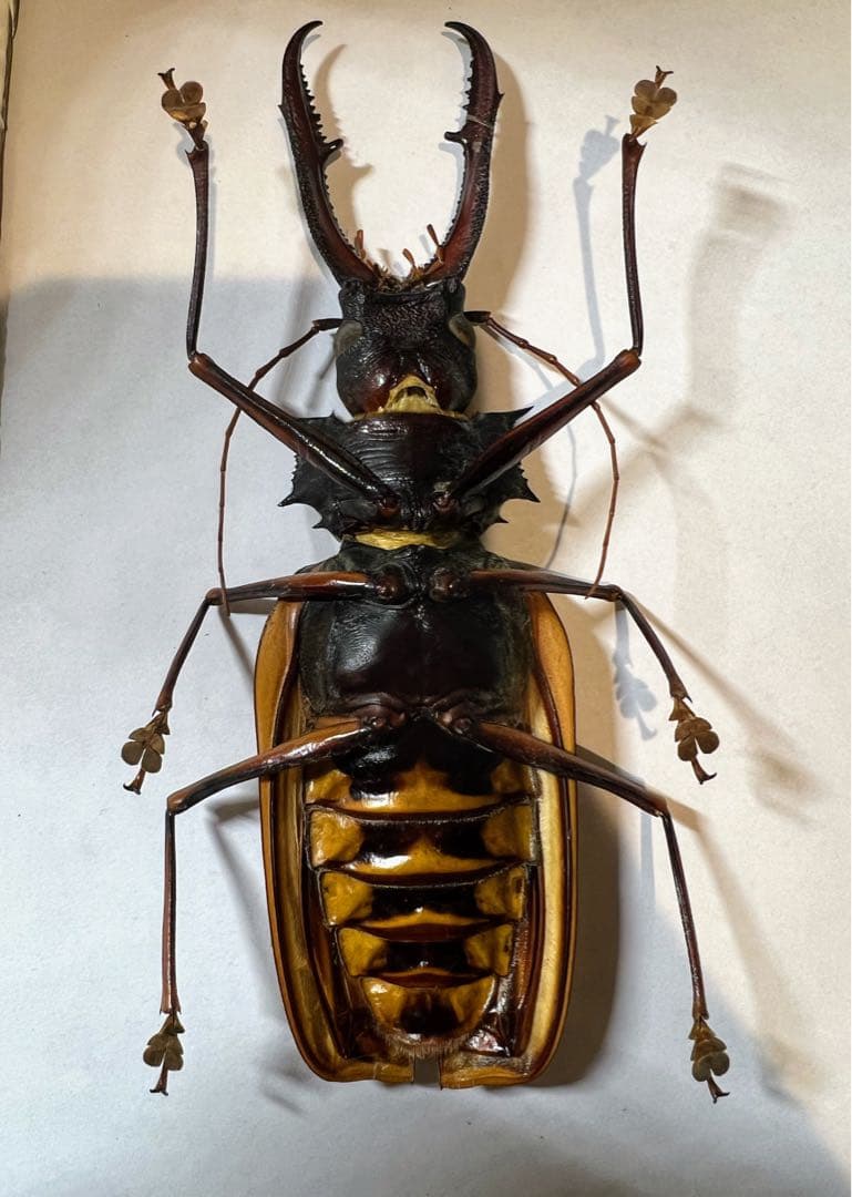 もんちゃ ペルー　オオキバB品標本　162mm弱　コーカサスオオカブト2頭