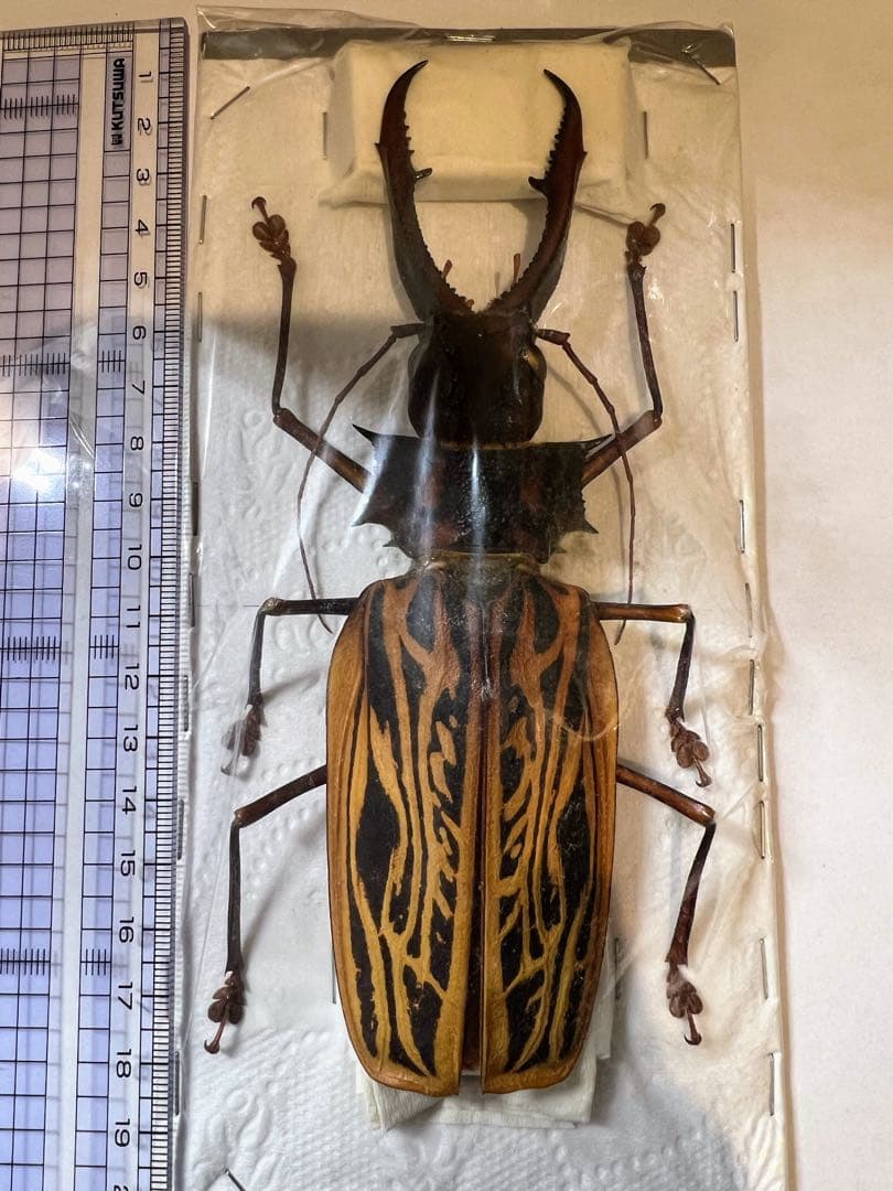 もんちゃ ペルー　オオキバB品標本　162mm弱　コーカサスオオカブト2頭