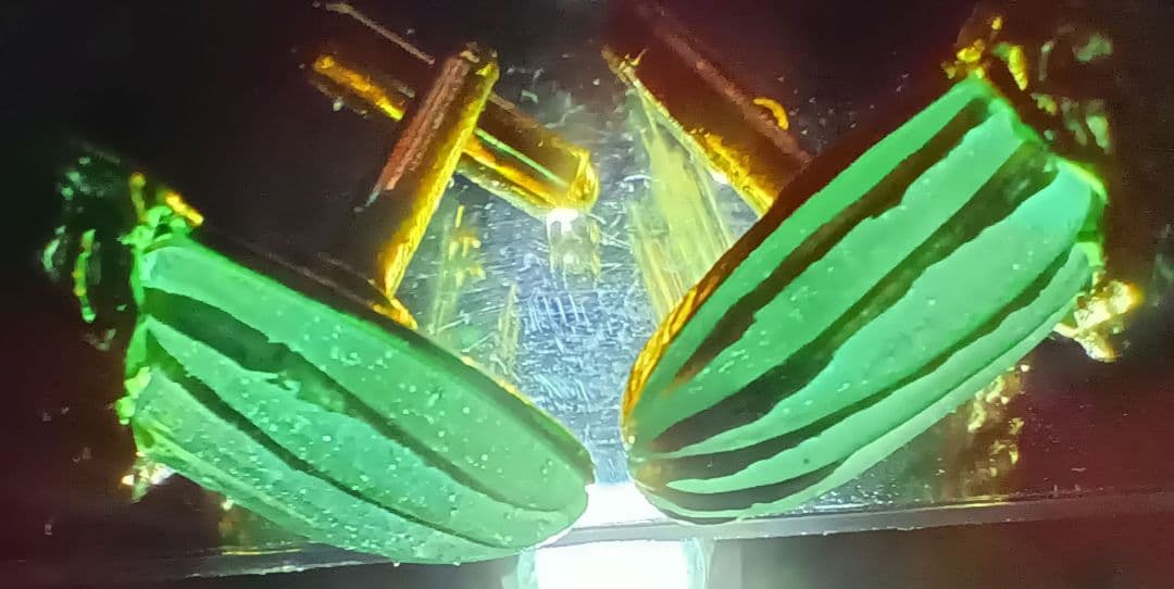 レア 希少 daum FRANCE ドーム フランス カフス ゴールド ガラス