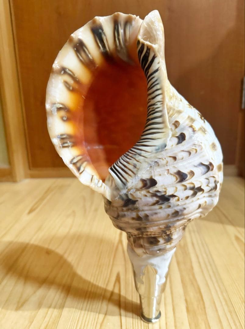 修験道法螺貝34㎝山伏　密教　魔除け　熊よけ❣️ほら貝　ホラガイ