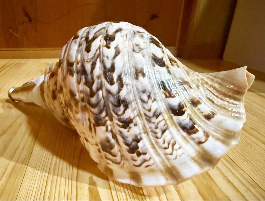 修験道法螺貝34㎝山伏　密教　魔除け　熊よけ❣️ほら貝　ホラガイ