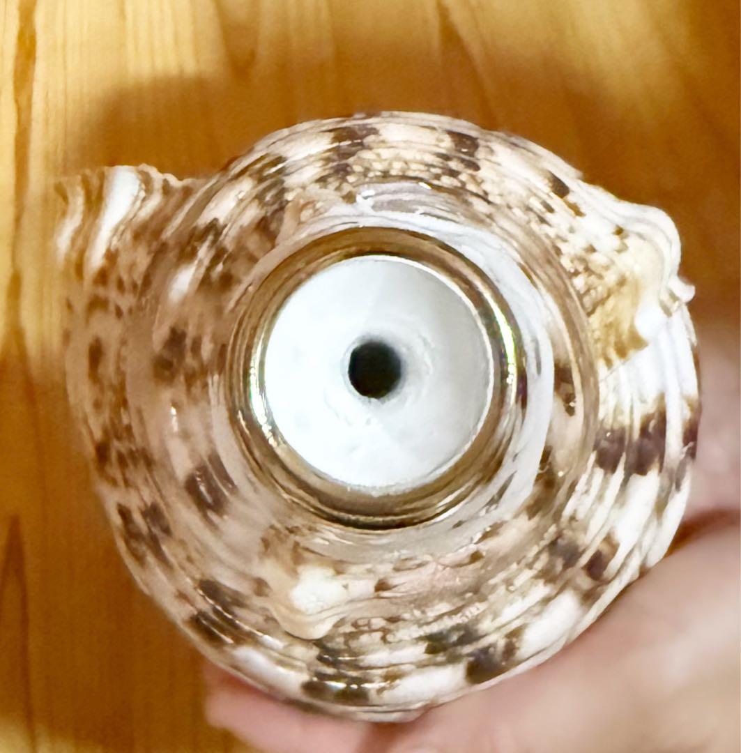 修験道法螺貝34㎝山伏　密教　魔除け　熊よけ❣️ほら貝　ホラガイ