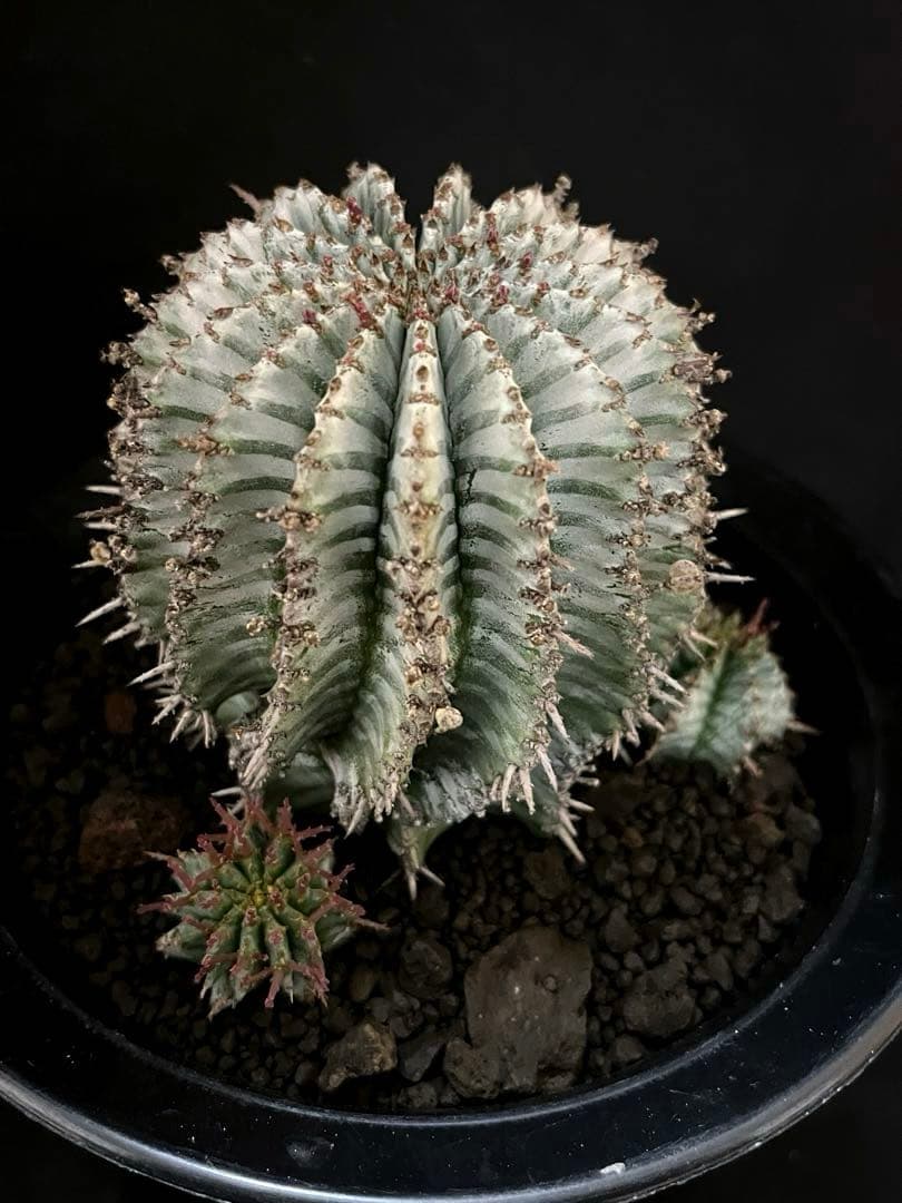 ユーフォルビアホリダ White zebra S胴太 親株 カキ子3株付き 雌株