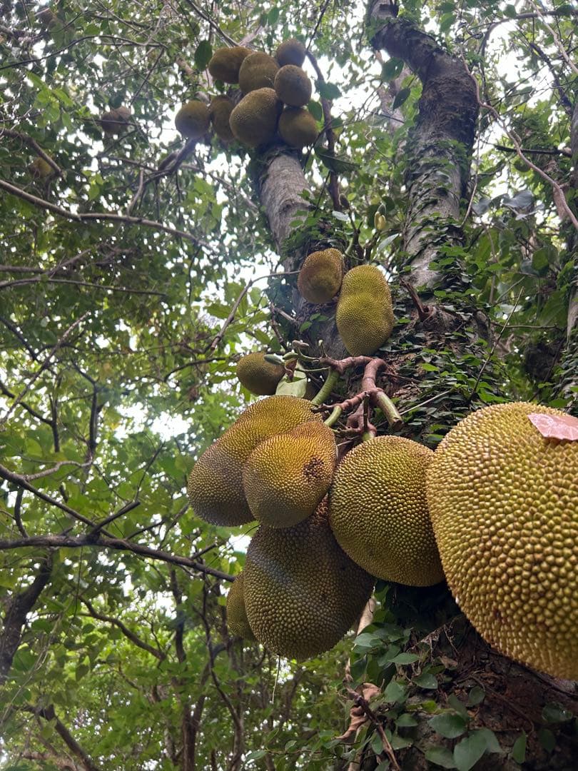 沖縄県産ジャックフルーツ(パラミツ)10kg以上