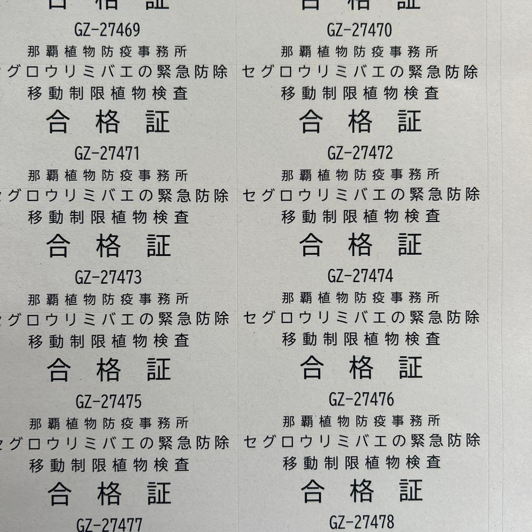 沖縄県産ジャックフルーツ(パラミツ)10kg以上