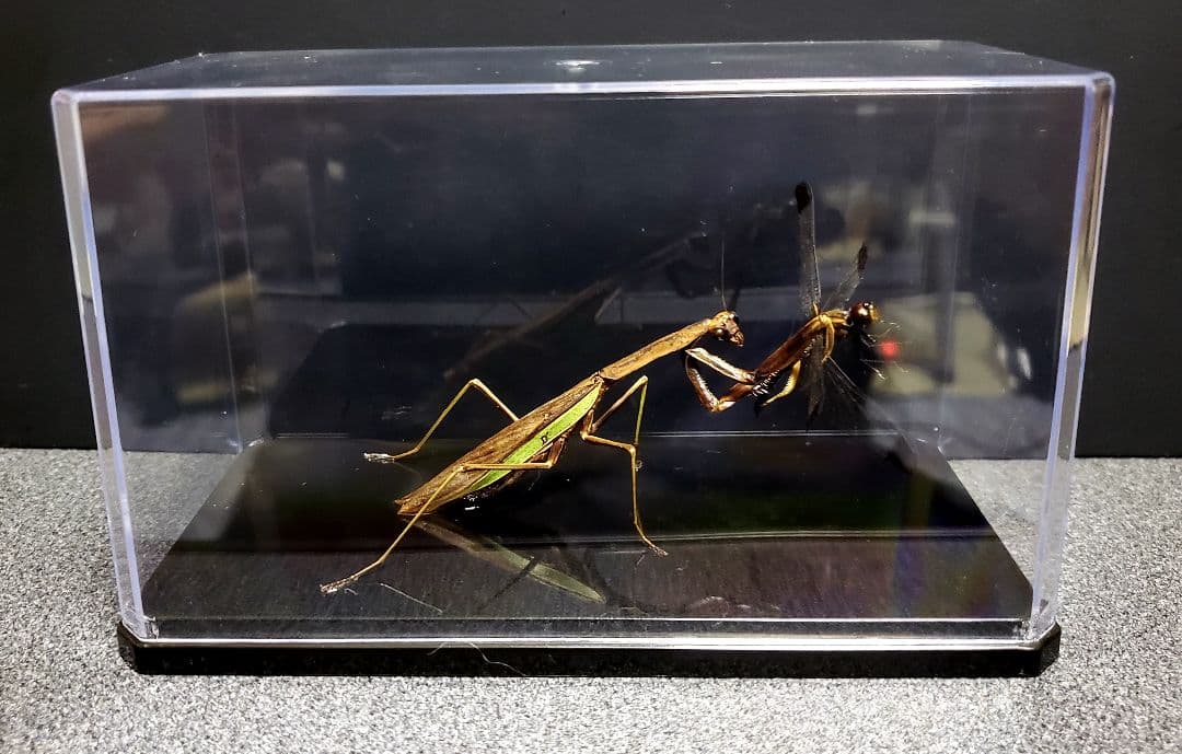 ケムンパス出品 オオカマキリ立体標本2点