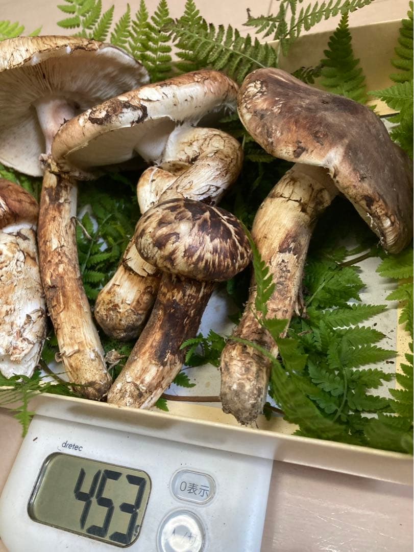 訳あり！岩手県産松茸　国産松茸