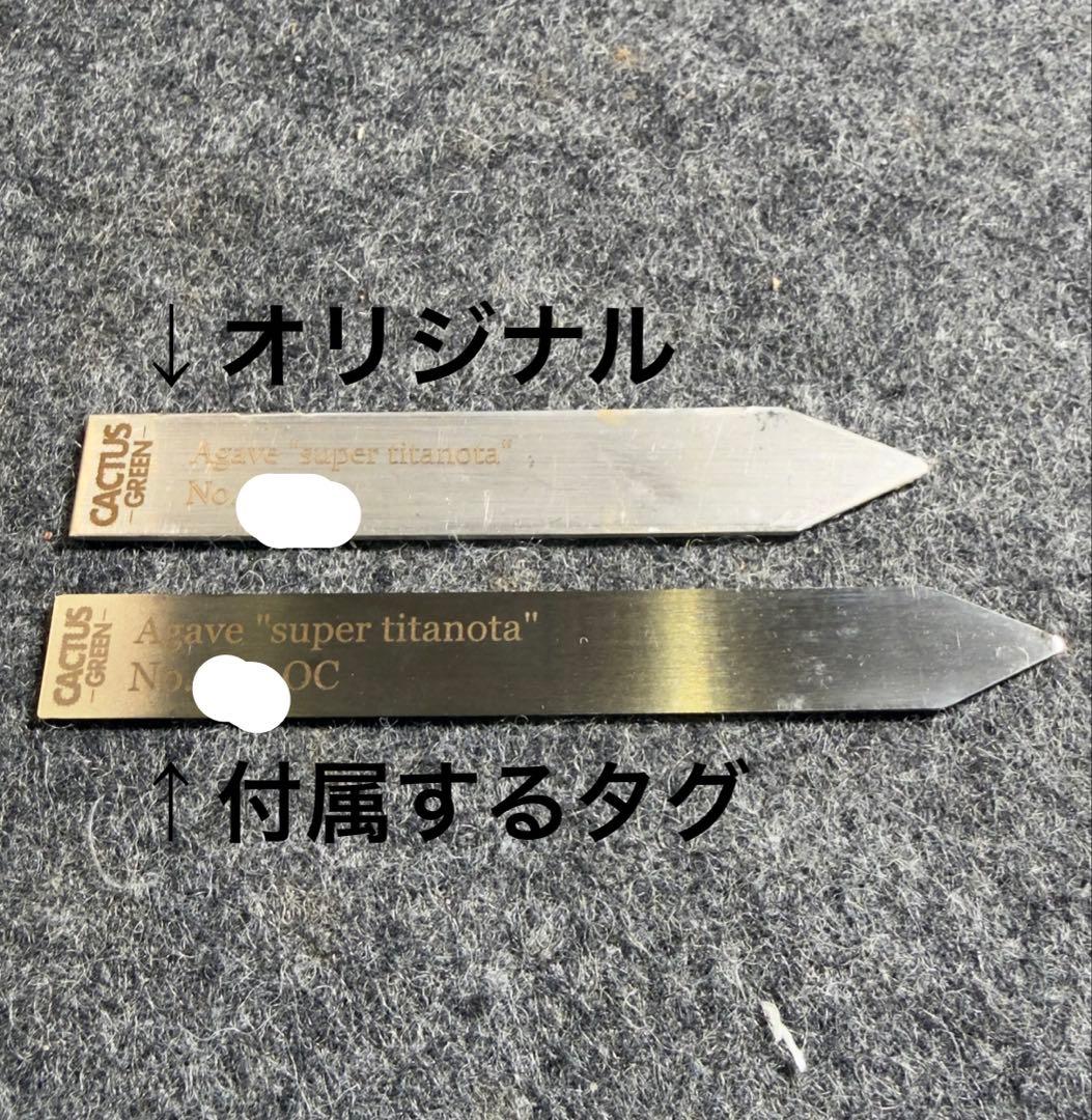 ま*ん様 アガベ　スーパーチタノタ　カクタスグリーン産　OC