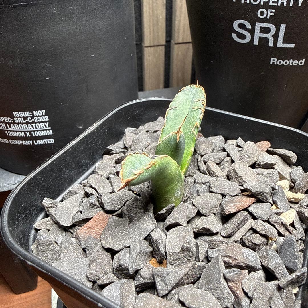 ま*ん様 アガベ　スーパーチタノタ　カクタスグリーン産　OC