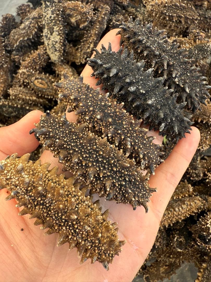 北海道産　乾燥海鼠ナマコ B品 形の良い訳あり品 1000g