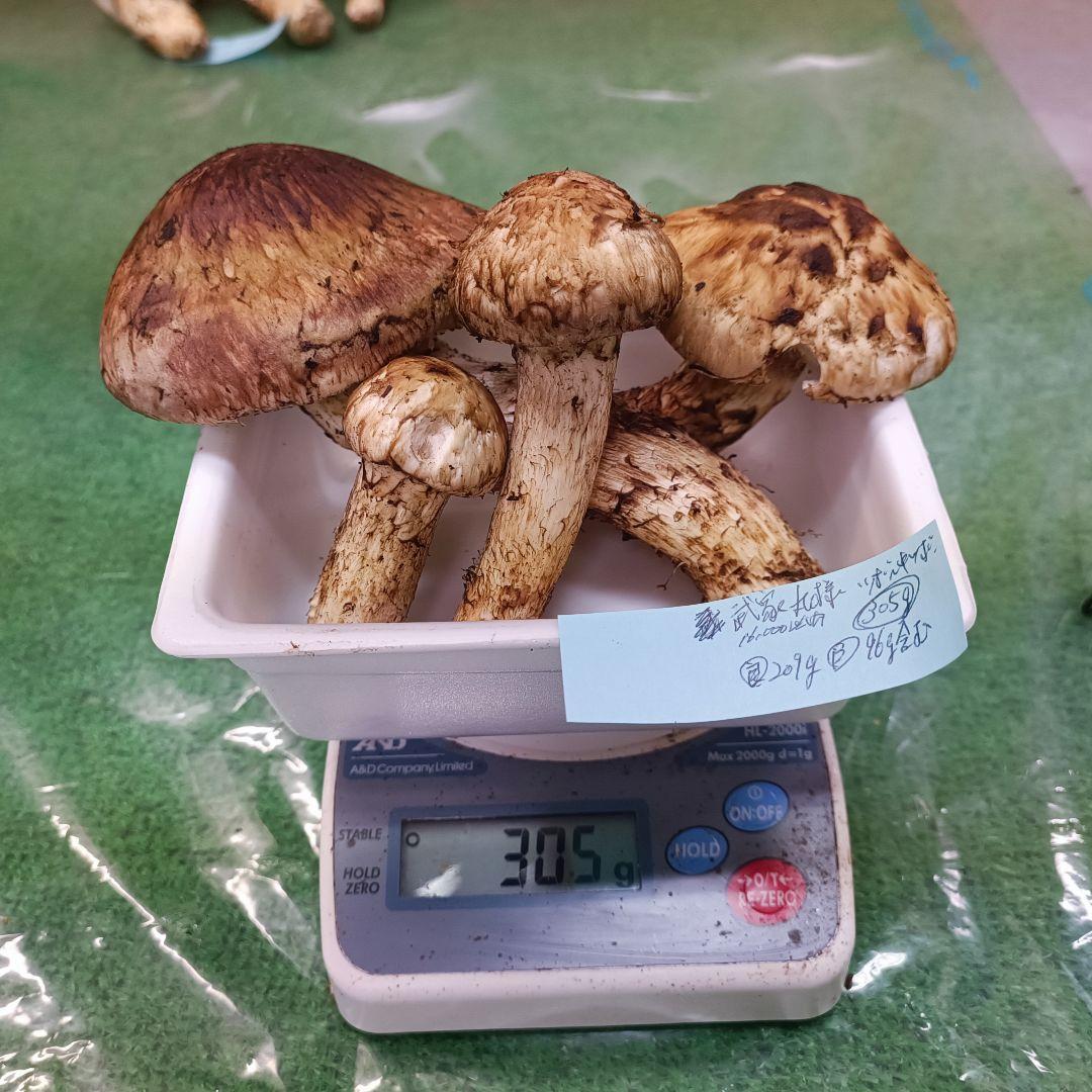 【松茸】武家丸　良品209ｇ　B品96ｇ含む
