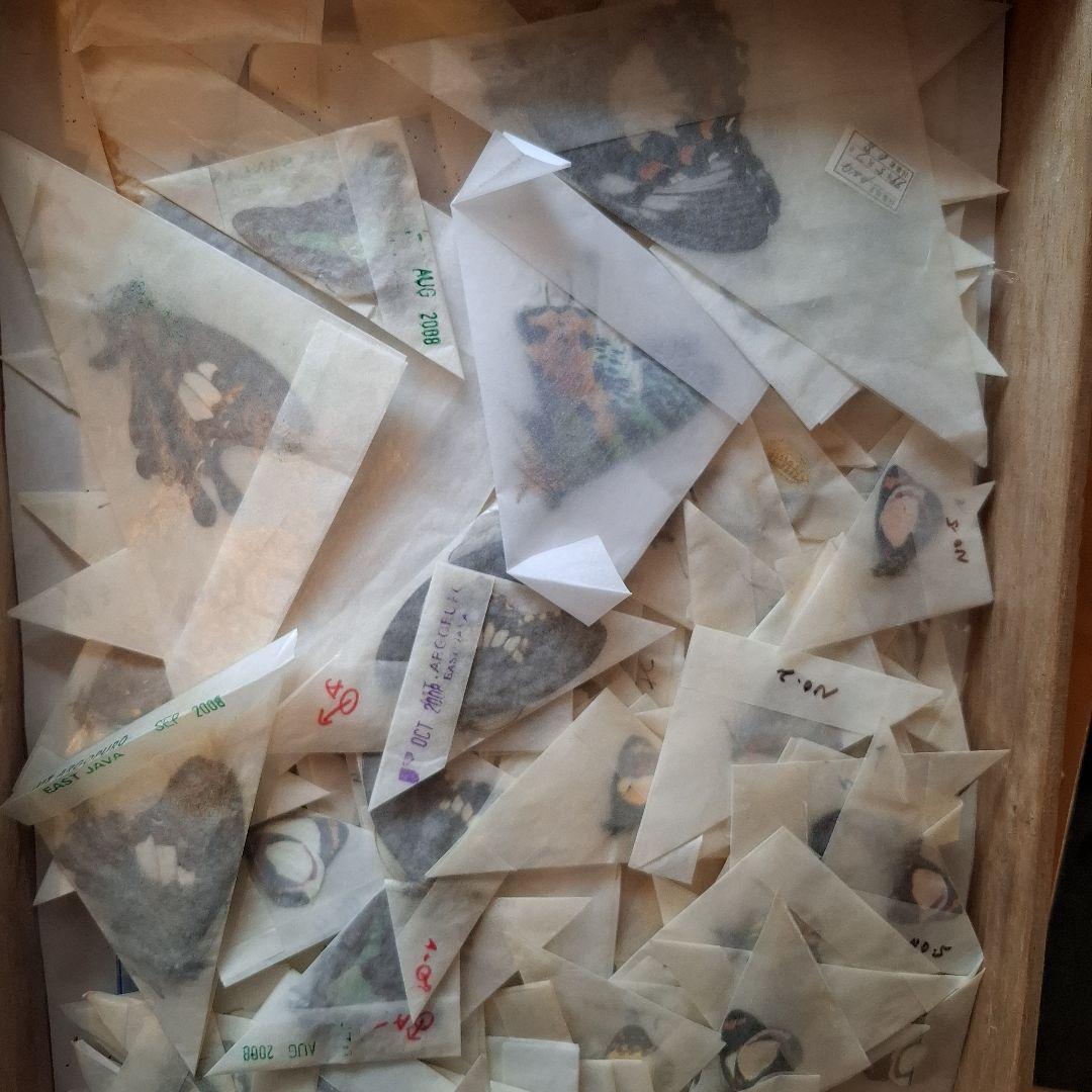 外国産蝶標本　三角紙　大量　まとめて　トリバネアゲハ　ニシキオオツバメガ