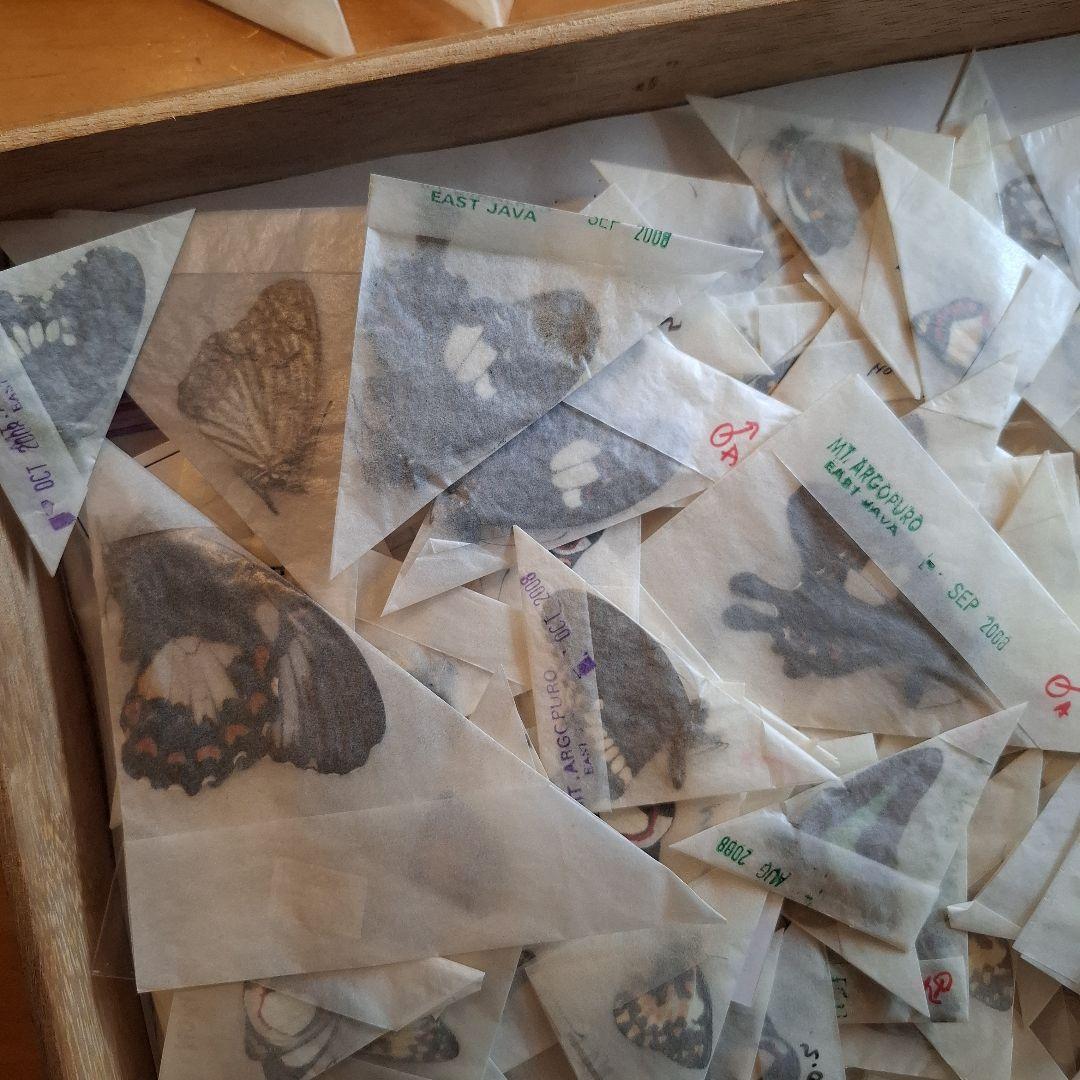 外国産蝶標本　三角紙　大量　まとめて　トリバネアゲハ　ニシキオオツバメガ