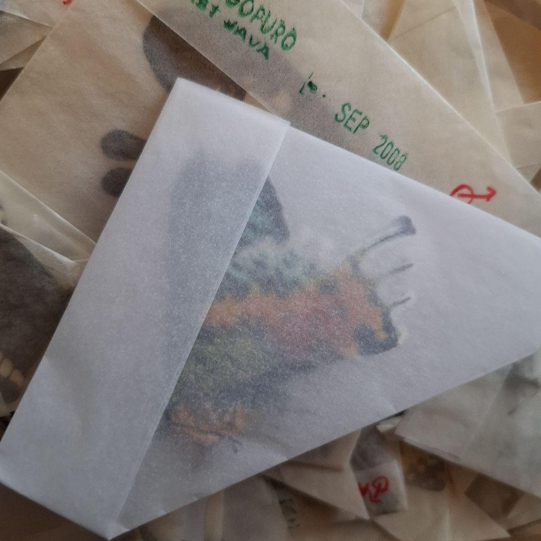 外国産蝶標本　三角紙　大量　まとめて　トリバネアゲハ　ニシキオオツバメガ