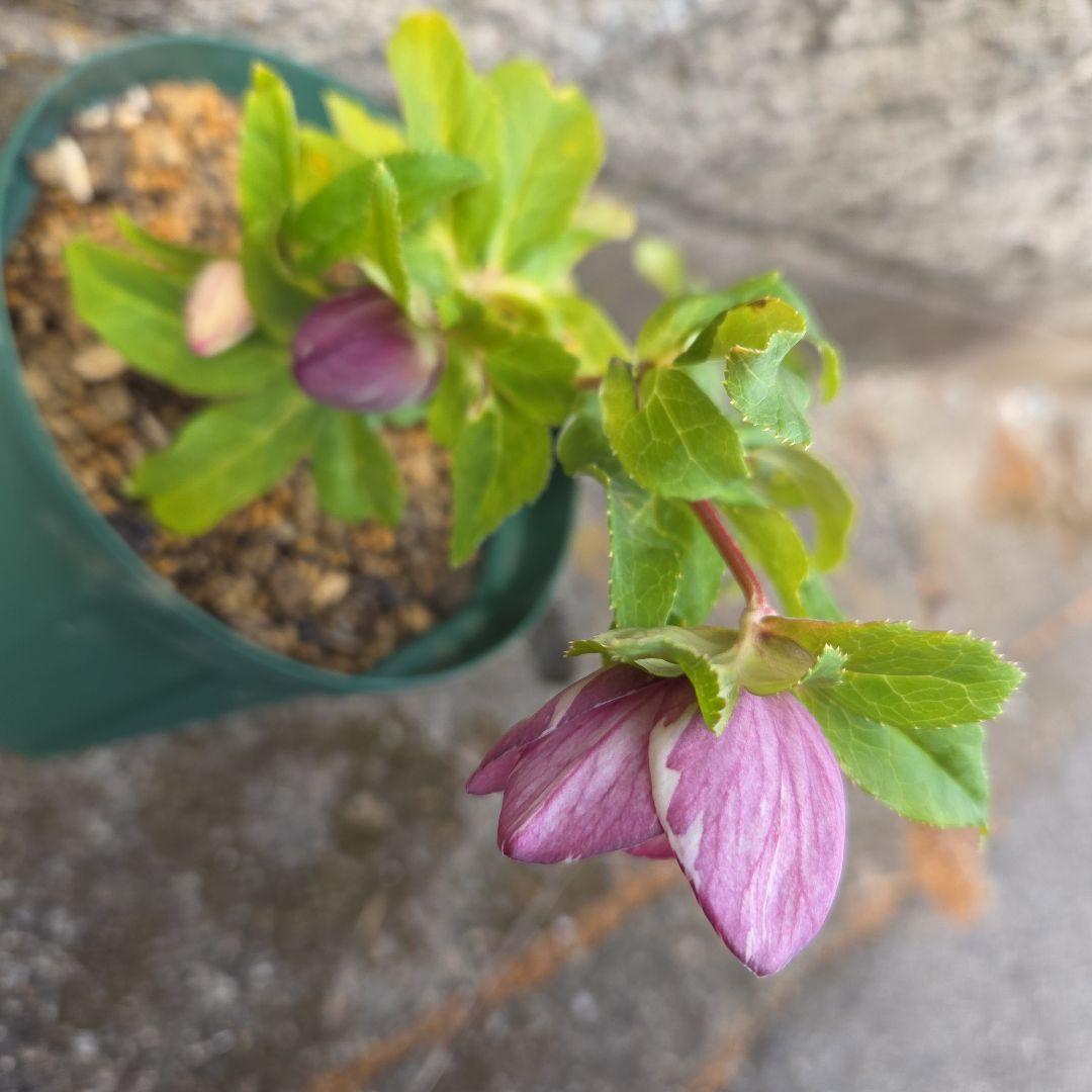 クリスマスローズ　絞り認定　鉄人06